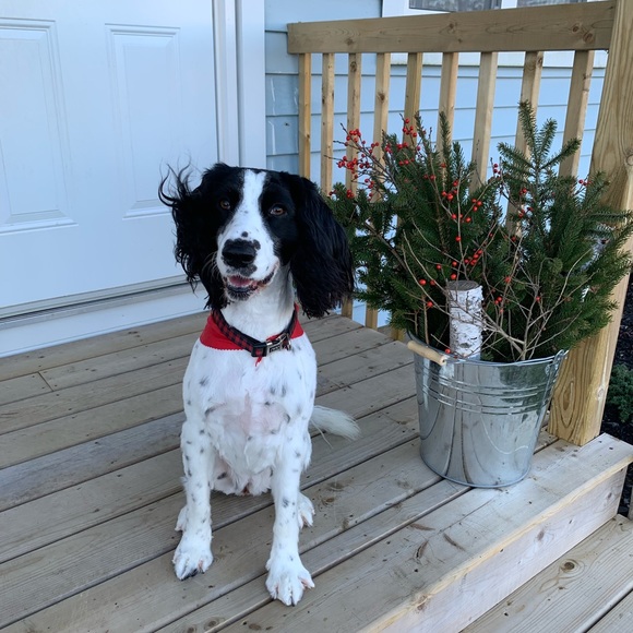 Meet your Posher, Lexie - Picture 1 of 1